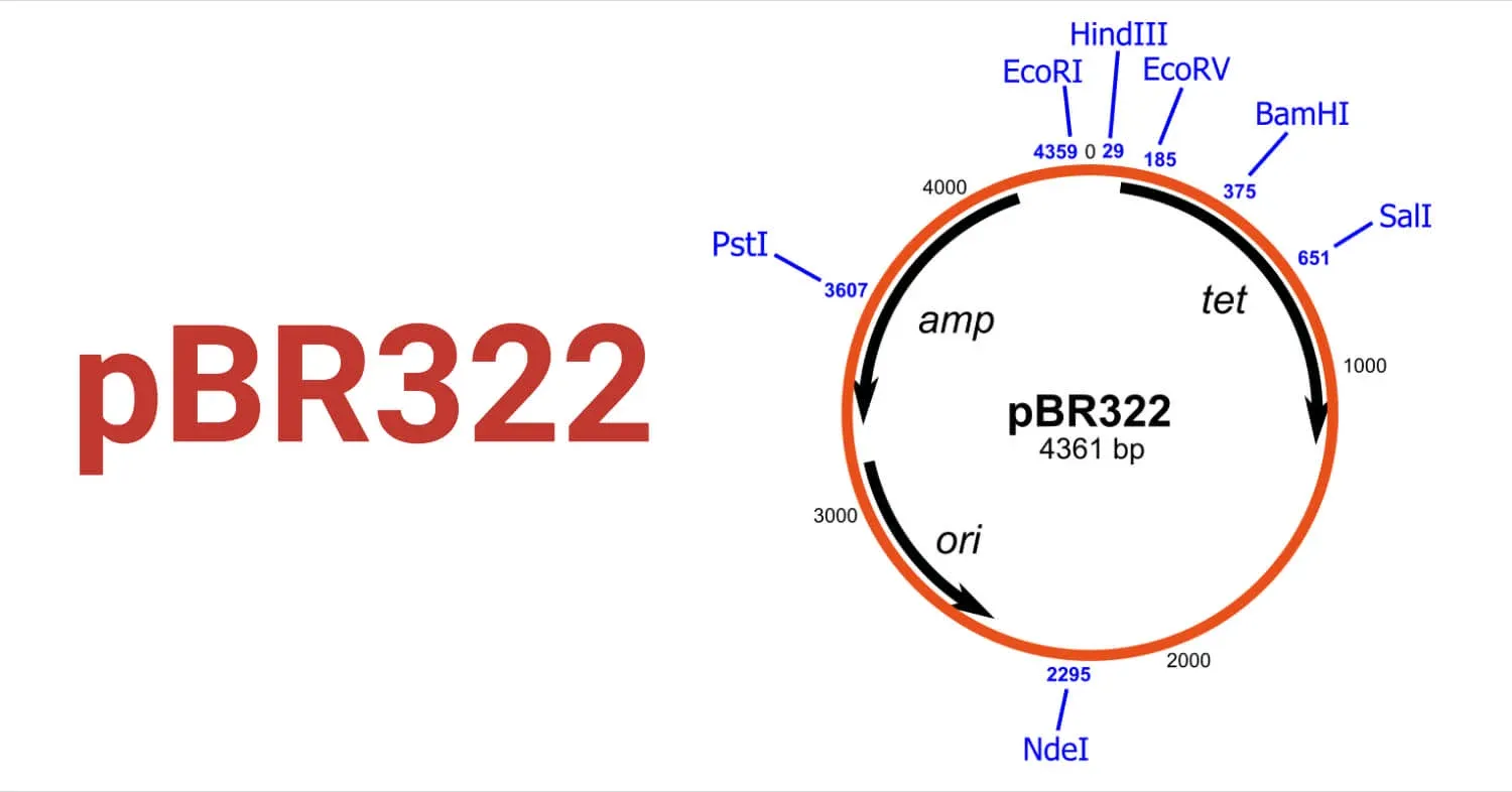 pBR322 plasmid